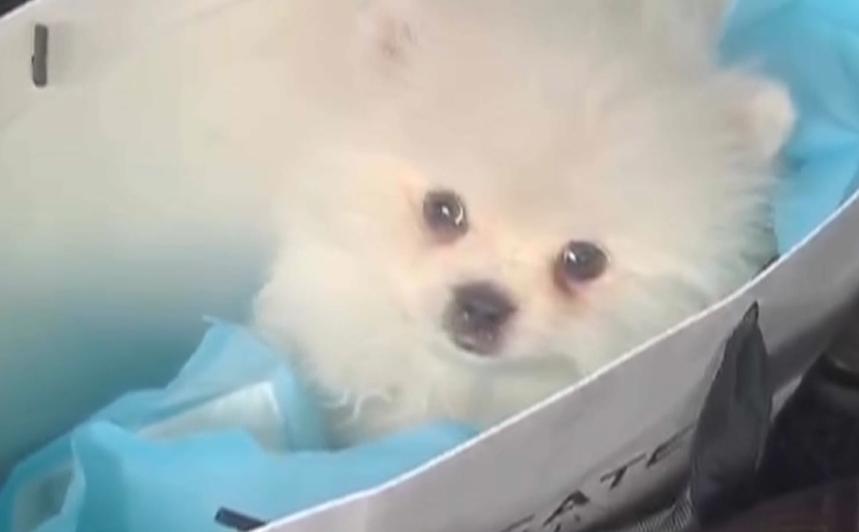 DƬ